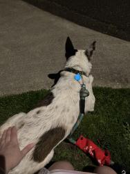 Found/Stray Unknown Dog last seen Renton Park Elementary , Renton, WA 98058