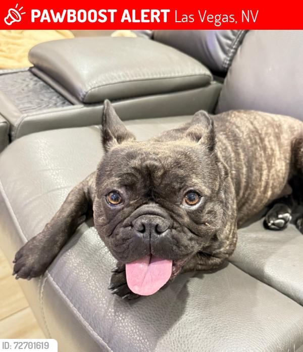 Lost Female Dog last seen N walnut st Owen’s st , Las Vegas, NV 89115