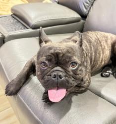 Lost Female Dog last seen N walnut st Owen’s st , Las Vegas, NV 89115