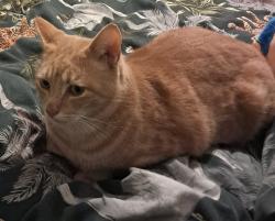 Lost Male Cat last seen Dalton Street failsworth , Failsworth, England M35