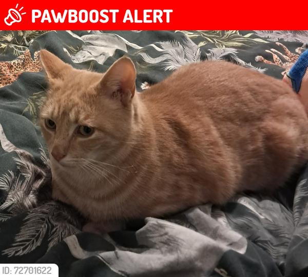 Lost Male Cat last seen Dalton Street failsworth , Failsworth, England M35