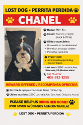 Lost Female Dog last seen Tully rd and lucretia ave , San Jose, CA 95122