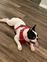 Lost Male Dog last seen N walnut and Owen’s street , Las Vegas, NV 89115
