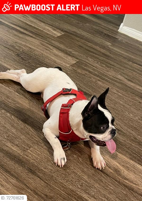 Lost Male Dog last seen N walnut and Owen’s street , Las Vegas, NV 89115
