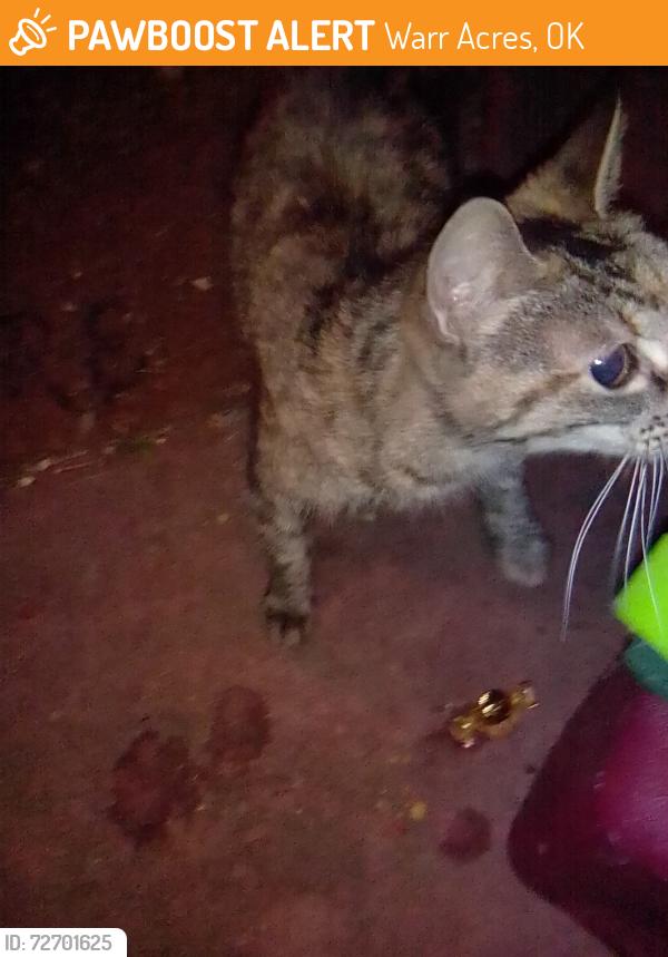 Found/Stray Unknown Cat last seen Nw 50th , Warr Acres, OK 73122