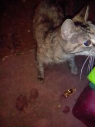 Found/Stray Unknown Cat last seen Nw 50th , Warr Acres, OK 73122