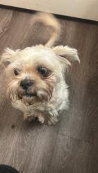 Lost Male Dog last seen 12st Longview between cambel and indainschool, Phoenix, AZ 85014