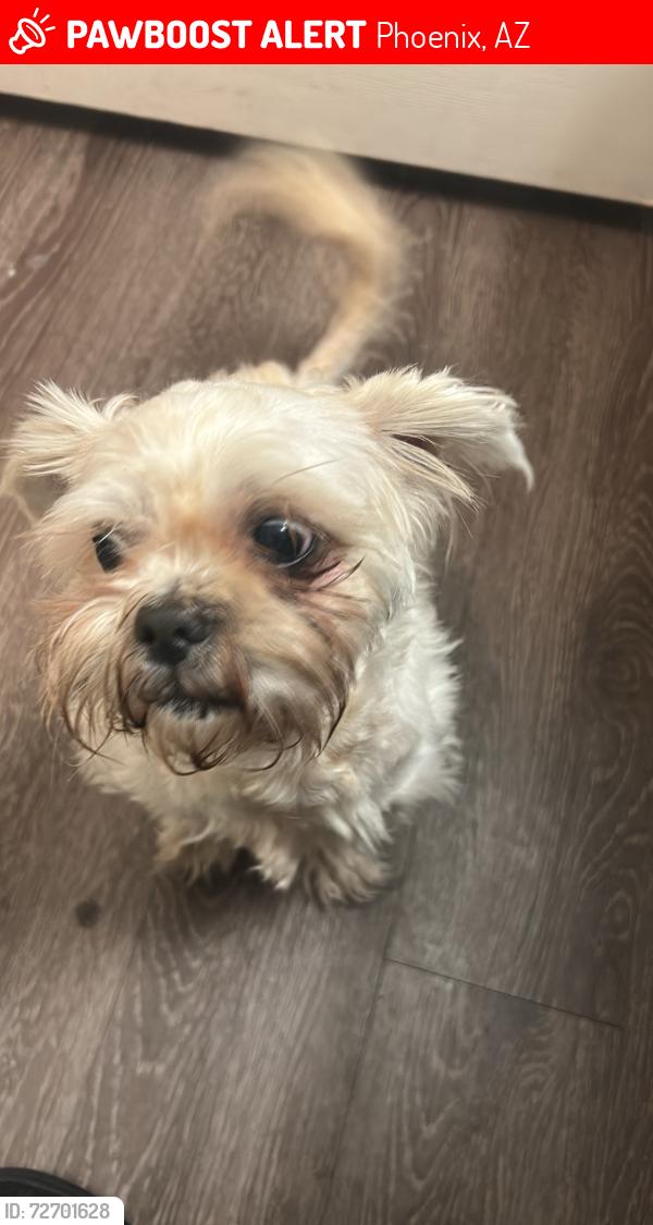 Lost Male Dog last seen 12st Longview between cambel and indainschool, Phoenix, AZ 85014