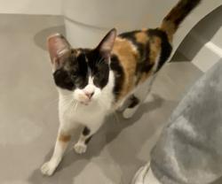 Found/Stray Female Cat last seen Dona Maria Drive and Fryman Road, Los Angeles, CA 91604
