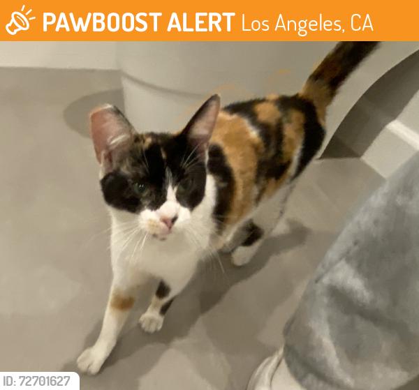 Found/Stray Female Cat last seen Dona Maria Drive and Fryman Road, Los Angeles, CA 91604