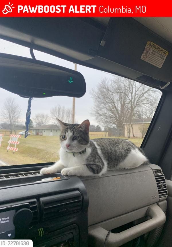 Lost Female Cat last seen nifong park, Columbia, MO 65201