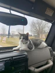 Lost Female Cat last seen nifong park, Columbia, MO 65201