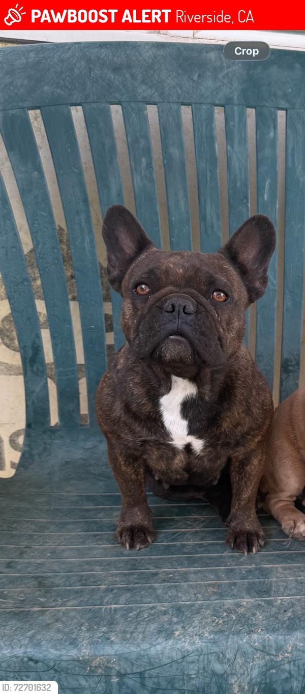 Lost Female Dog last seen Mitc ave and Gramercy  Riverside ca, Riverside, CA 92505