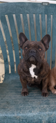 Lost Female Dog last seen Mitc ave and Gramercy  Riverside ca, Riverside, CA 92505