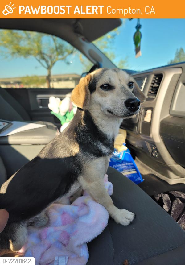 Found/Stray Male Dog last seen Alameda & Rosecrans, Compton, CA 90222