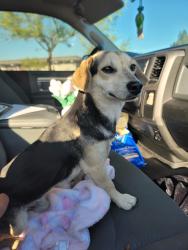 Found/Stray Male Dog last seen Alameda & Rosecrans, Compton, CA 90222
