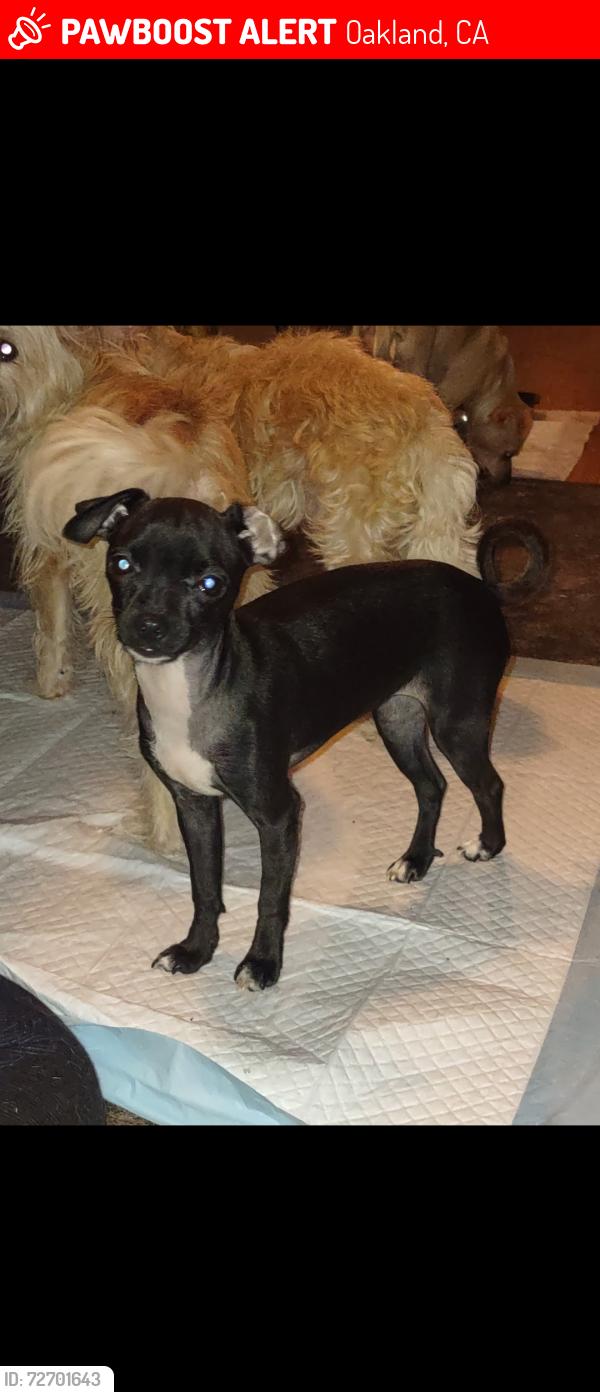 Lost Female Dog last seen Courtland, Oakland, CA 94601