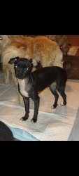 Lost Female Dog last seen Courtland, Oakland, CA 94601