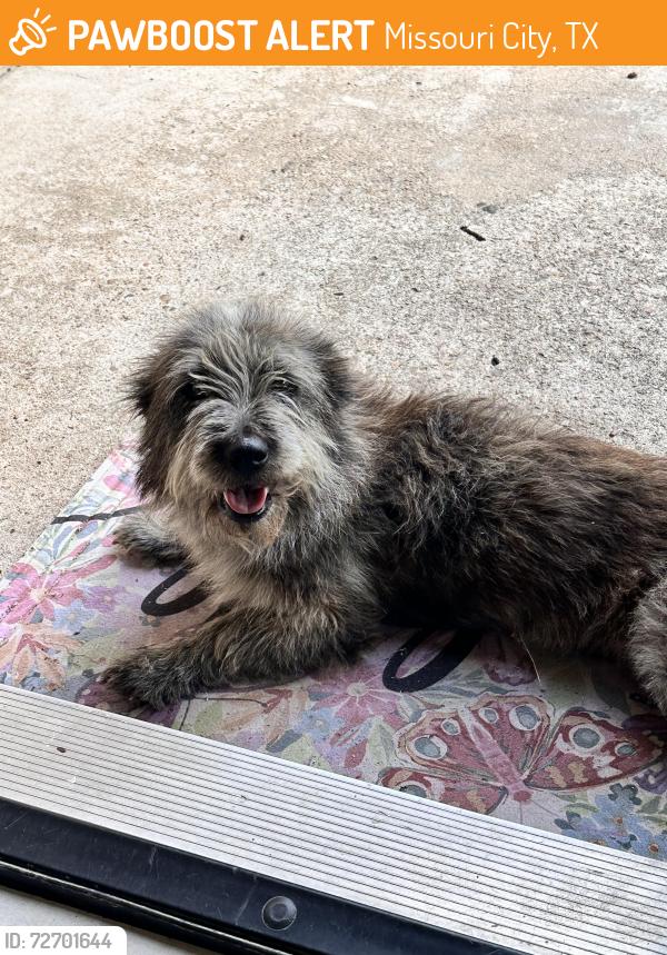 Found/Stray Female Dog last seen Ridgerock, Missouri City, TX 77489