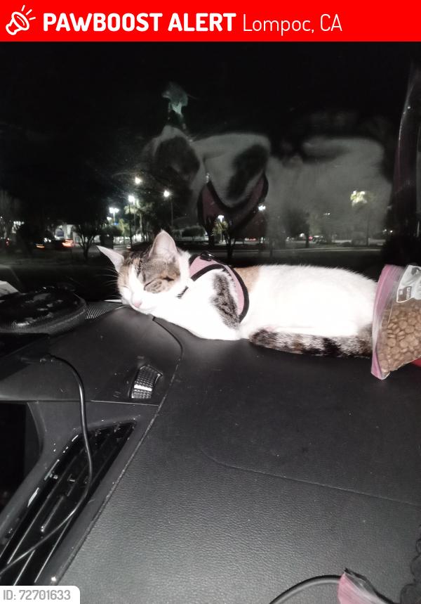 Lost Female Cat last seen Baseball field on Chestnut and a st or Ryan park closer to the dollar general , Lompoc, CA 93436