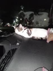 Lost Female Cat last seen Baseball field on Chestnut and a st or Ryan park closer to the dollar general , Lompoc, CA 93436