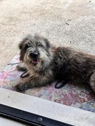 Found/Stray Female Dog last seen Ridgerock, Missouri City, TX 77489