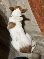 Found/Stray Female Dog last seen Was in the neighborhood near highland village, at a stop sign, Lewisville, TX 75077
