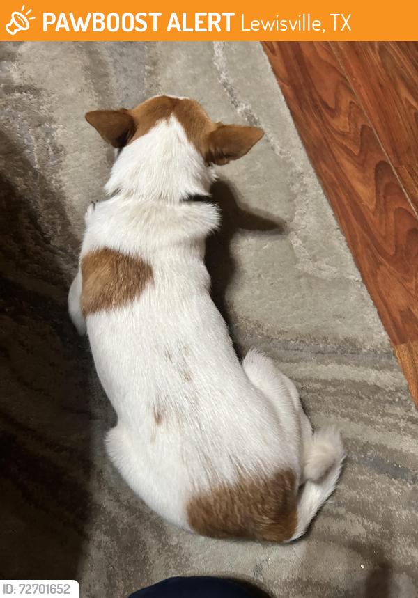 Found/Stray Female Dog last seen Was in the neighborhood near highland village, at a stop sign, Lewisville, TX 75077