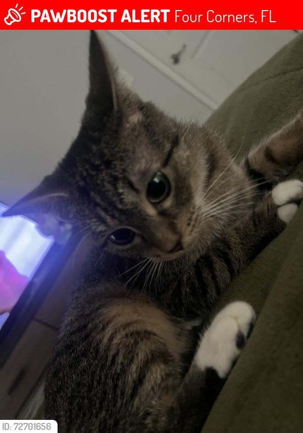 Lost Female Cat last seen henley circle, Four Corners, FL 33896