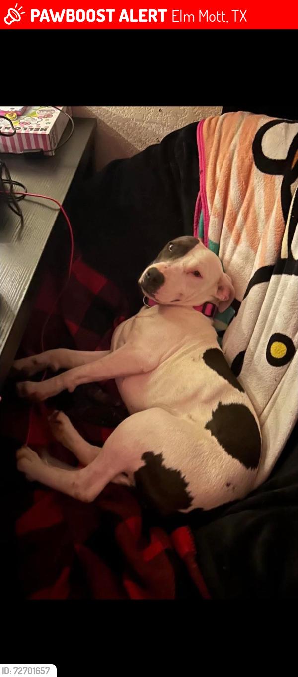 Lost Female Dog last seen Elm mott, Elm Mott, TX 76640