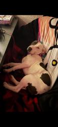 Lost Female Dog last seen Elm mott, Elm Mott, TX 76640