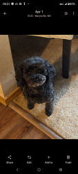 Lost Female Dog last seen 130th and evenston , Seattle, WA 98119