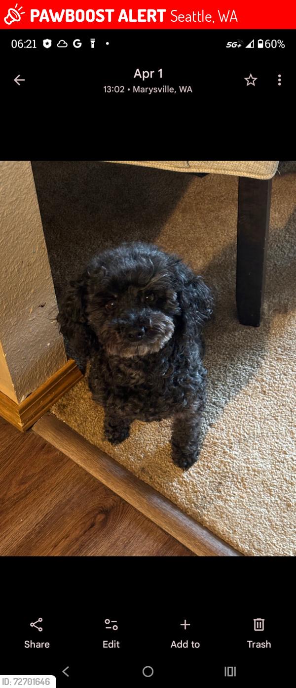 Lost Female Dog last seen 130th and evenston , Seattle, WA 98119