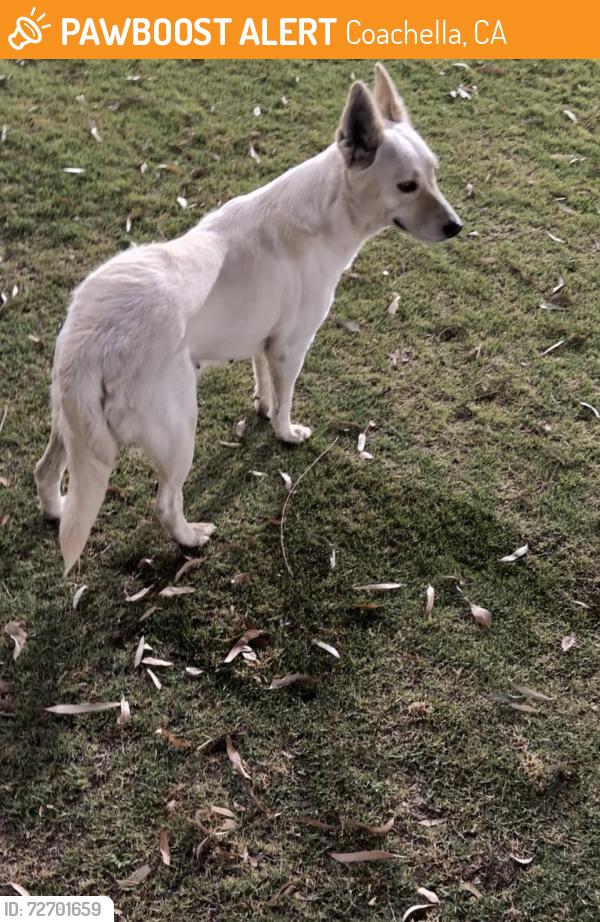 Found/Stray Female Dog last seen Frederick at Bagduma Park in Coaca CA, Coachella, CA 92236