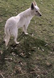 Found/Stray Female Dog last seen Frederick at Bagduma Park in Coaca CA, Coachella, CA 92236