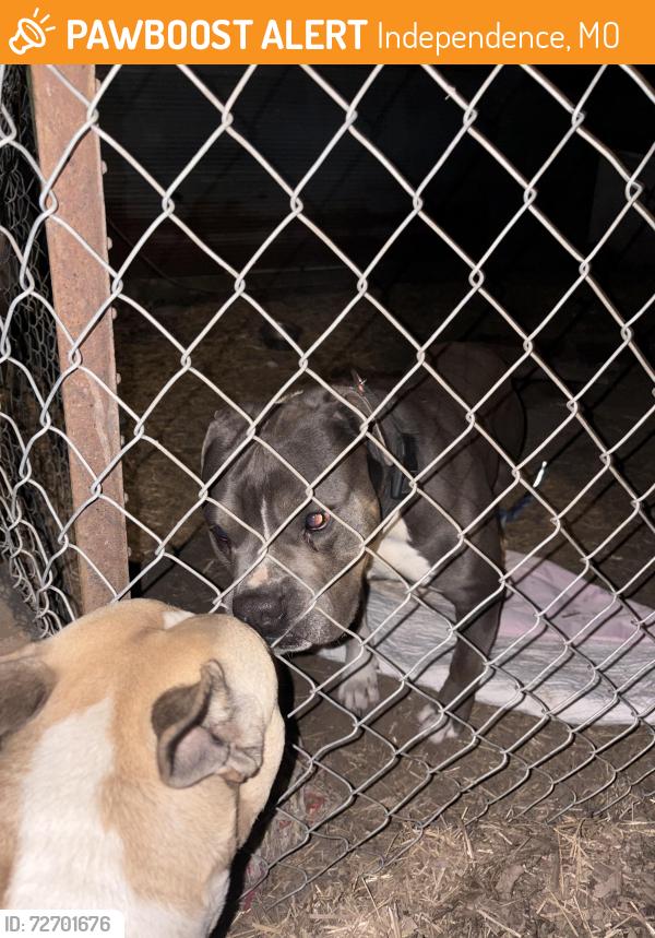 Found/Stray Male Dog last seen Sterling, and 23rd street mcdonalds, Independence, MO 64052