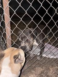 Found/Stray Male Dog last seen Sterling, and 23rd street mcdonalds, Independence, MO 64052