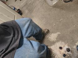Lost Female Dog last seen Near foolish pleasure rd, Aguanga, CA 92536