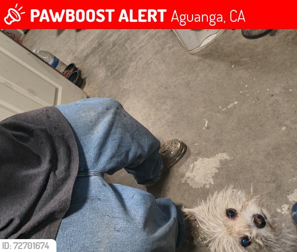 Lost Female Dog last seen Near foolish pleasure rd, Aguanga, CA 92536