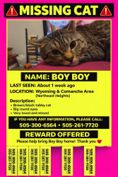 Lost Male Cat last seen comanche an Wyoming , Albuquerque, NM 87111
