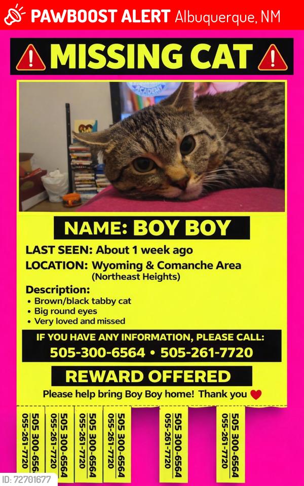 Lost Male Cat last seen comanche an Wyoming , Albuquerque, NM 87111