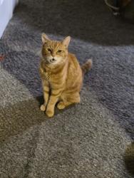 Lost Male Cat last seen Prarie and Hwy 41, Post Falls, ID 83854