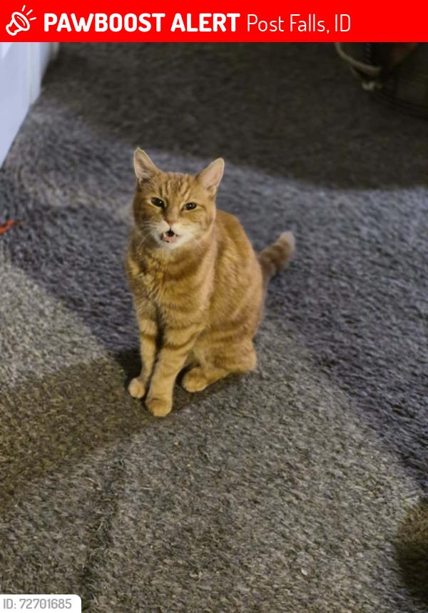 Lost Male Cat last seen Prarie and Hwy 41, Post Falls, ID 83854