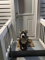 Found/Stray Male Dog last seen Roanoke Street and moody , Richmond, VA 23225