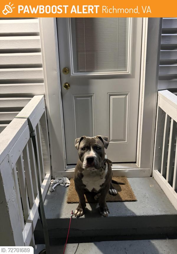Found/Stray Male Dog last seen Roanoke Street and moody , Richmond, VA 23225