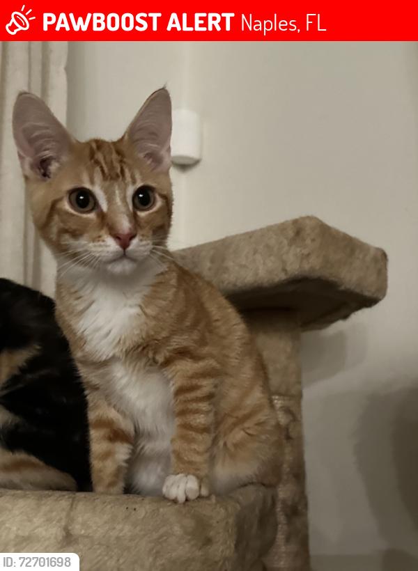 Lost Male Cat last seen Near ventana ct Naples fl 34120, Naples, FL 34120