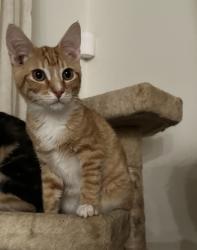 Lost Male Cat last seen Near ventana ct Naples fl 34120, Naples, FL 34120