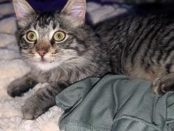 Lost Male Cat last seen Off of River road, by the river, Norco, CA 92860
