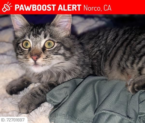 Lost Male Cat last seen Off of River road, by the river, Norco, CA 92860