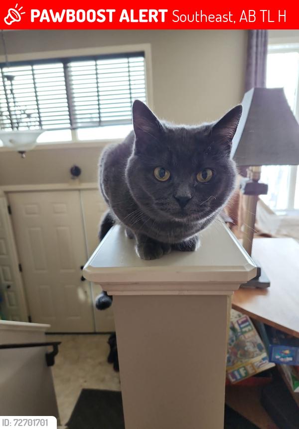Lost Female Cat last seen Black Diamond by Water Tower, Southeast, AB T0L 0H0